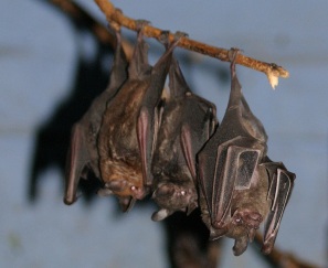 3-bats-sleeping