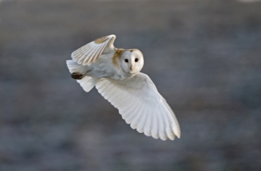 Barn Owl -